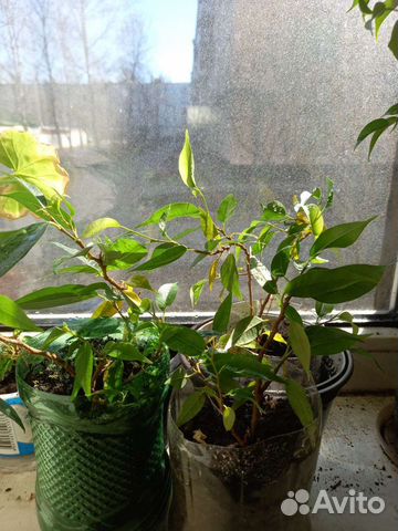 Фикус бенджамина