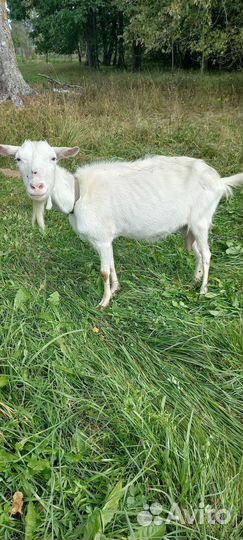 Коза дойная