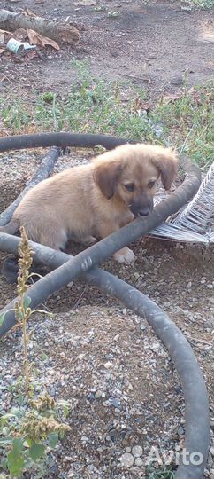 Щенки маленькой дворняжки