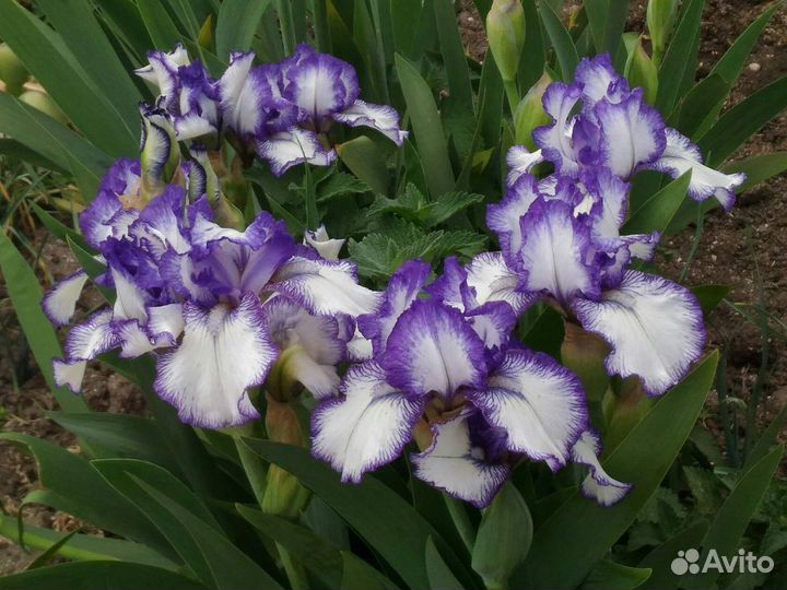 Ирисы сортовые обмен