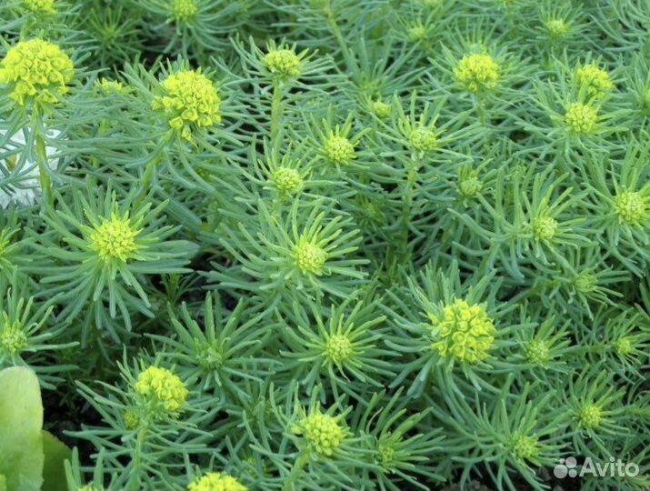 Многолетники, молочай кипарисовый, купена