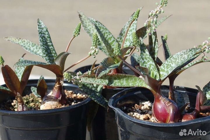 Суккуленты 1