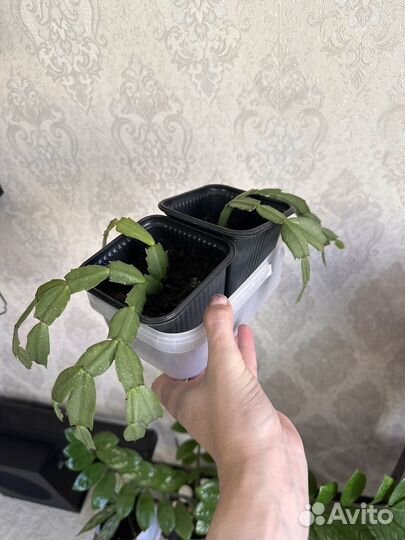 Декабрист розовый