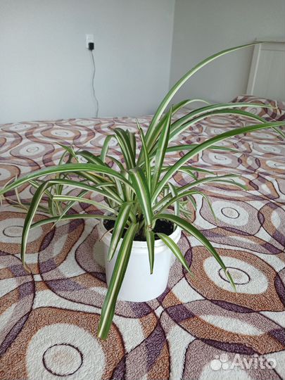 Хлорофитум