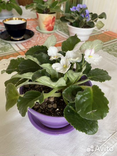 Цветущие фиалки в горшках