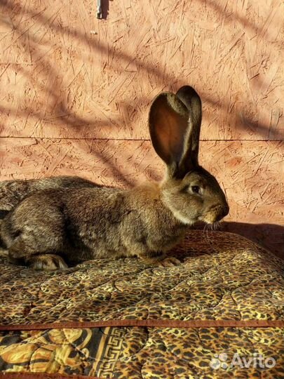 Кролики породы фландр