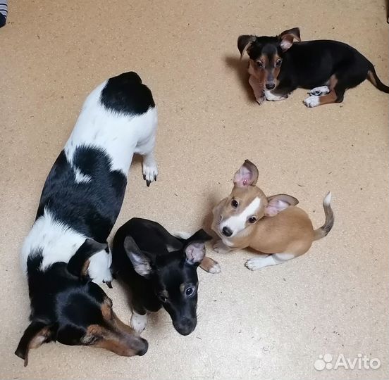 Щенки джек рассел терьер