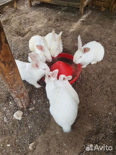 Кролики белый паннон