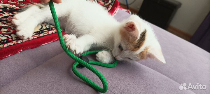 Домашние животные котята, бесплатно