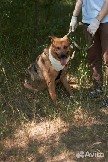 Молодая крупная ласковая собака тоскует в приюте