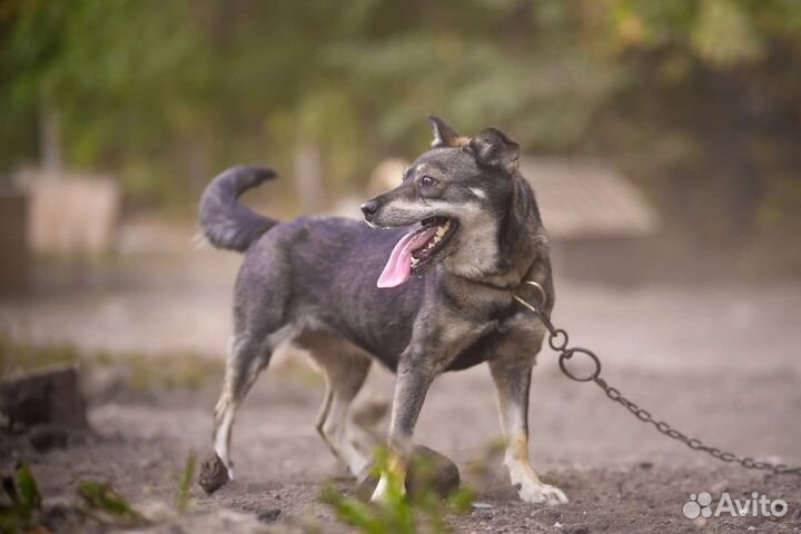 Много собак погибает. Помогите спасти
