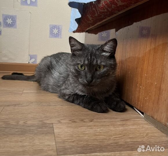 Красивая кошка Софа