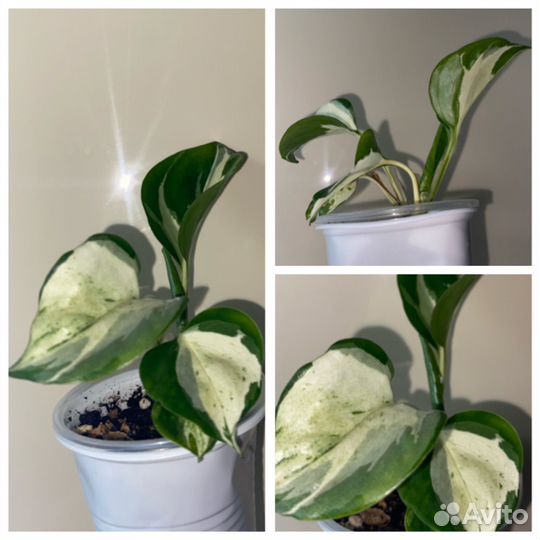 Эпипремнум,Сингониум,традесканция