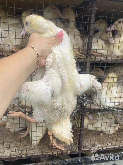 Утки, муларды