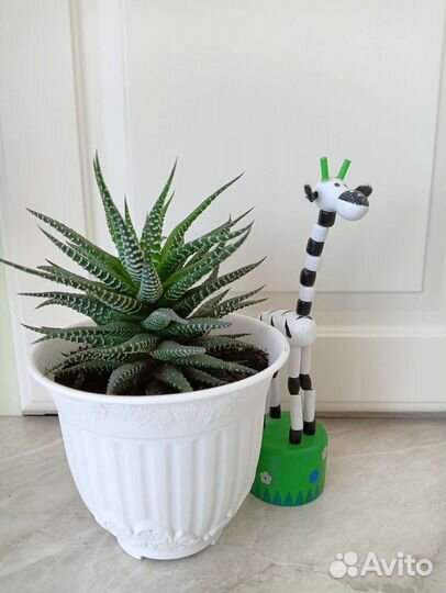 Суккуленты