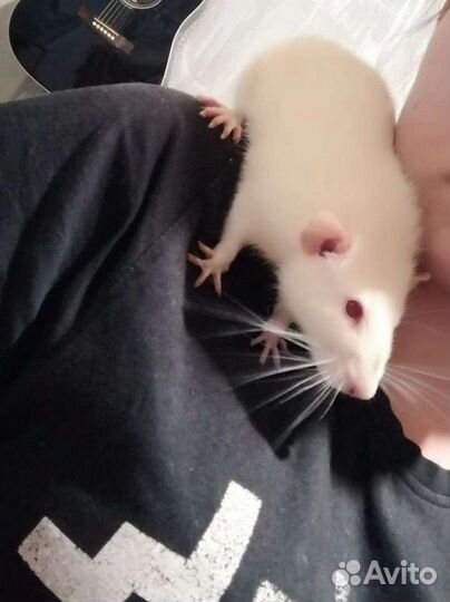 Белая крыса