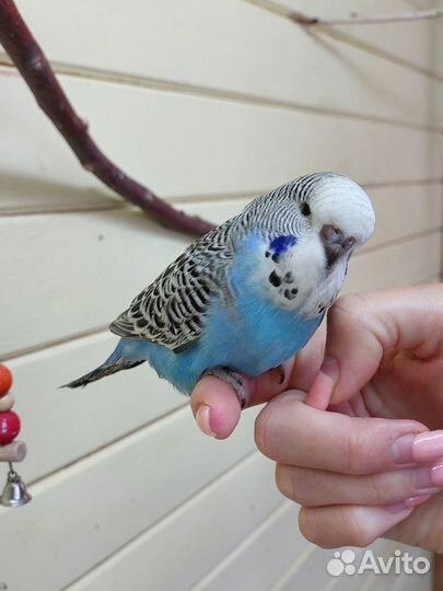 Ввп чех, выставочный волнистый попугай самец