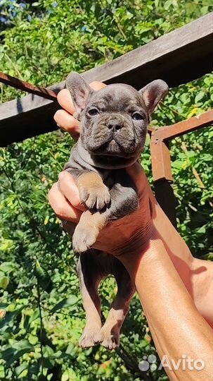 Мальчик голубой подпал в лиловую программу