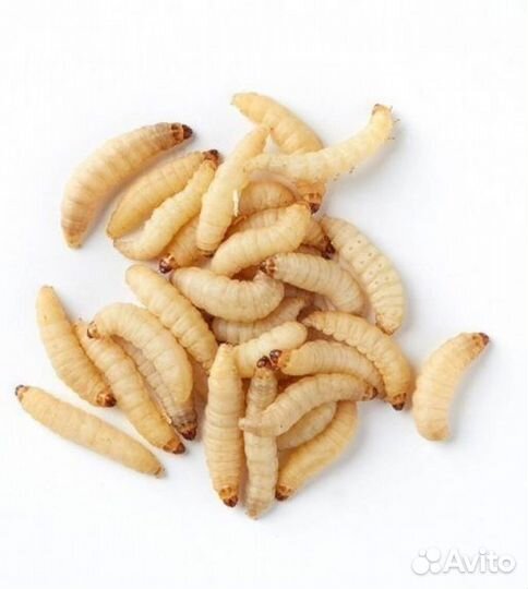 Огнёвка.Ферма восковой моли.Наживка.Корм для птиц