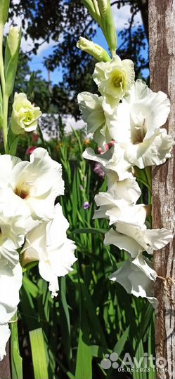 Гладиолусы букеты