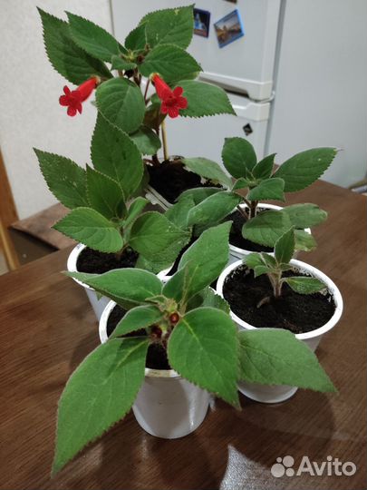 Комнатные цветы