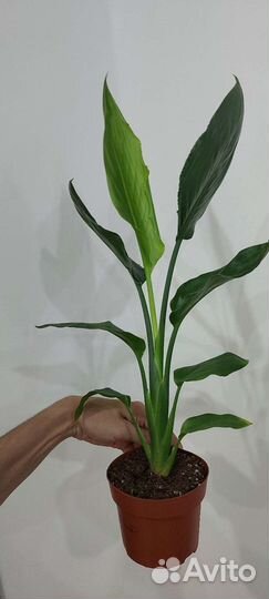 Стрелиция королевская