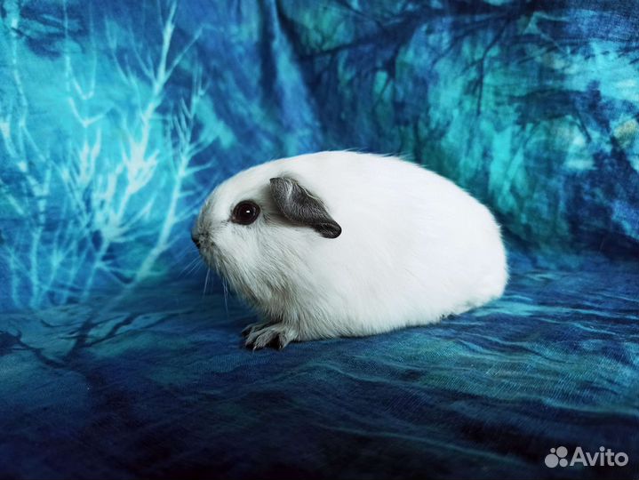 Морская свинка белоснежная Калифорния