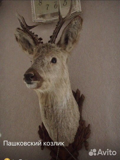 Продаю охотничьи трофеи