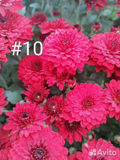 Хризантемы мультифлора