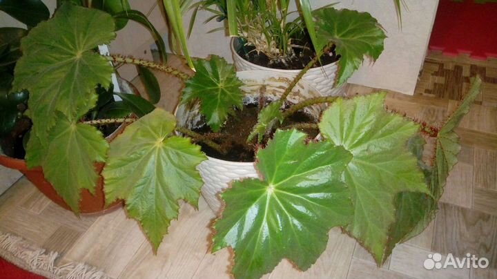 Много комнатных растений