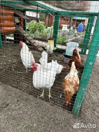 Куры несушки