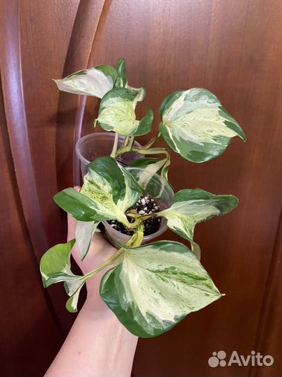 Сциндапсусы/ эпипремнумы