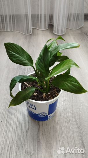 Комнатные растения