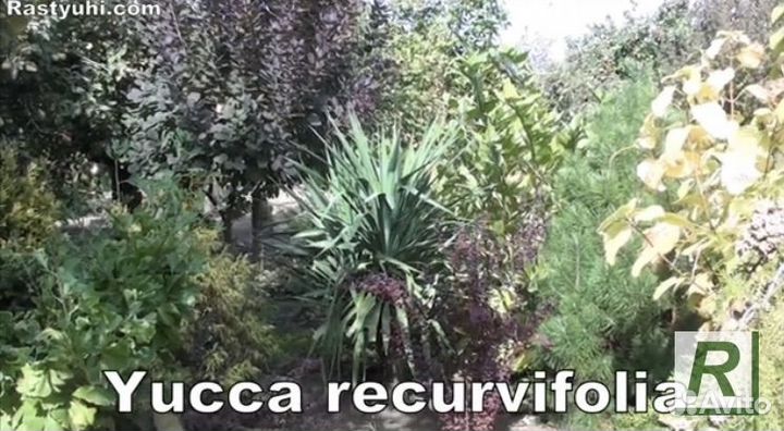 Юкка recurvifolia отогнутолистная