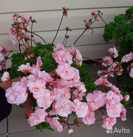 Пеларгонии сортовые