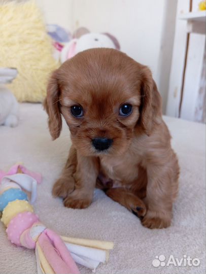 Кавалер кинг чарльз спаниеля щенки