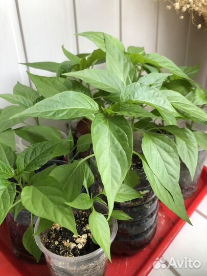 Перчик острый рассада