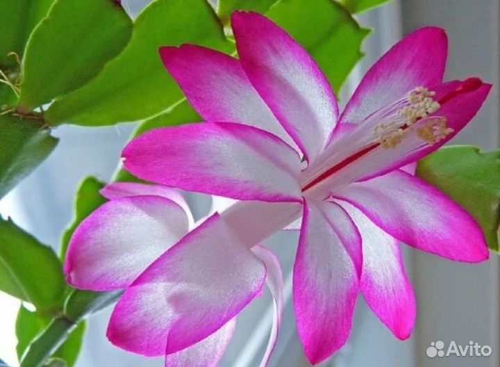 Декабристы всех цветов