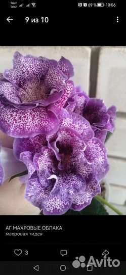 Глоксинии посадочный материал