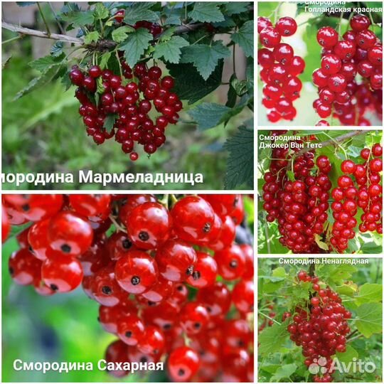 Саженцы смородины