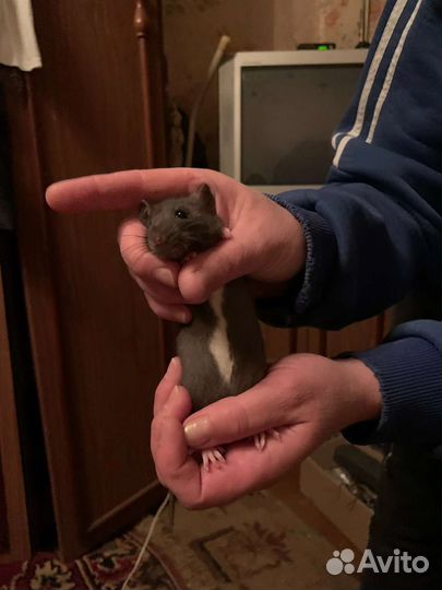 Декоративная крыса