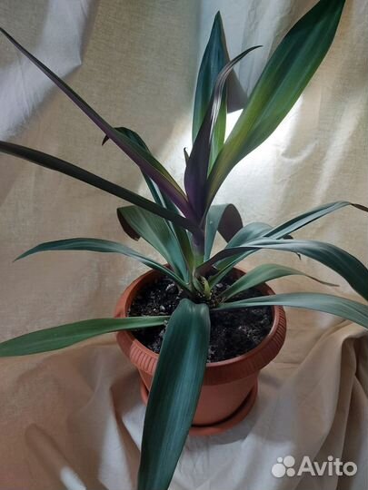 Традесканция рэо / комнатные цветы