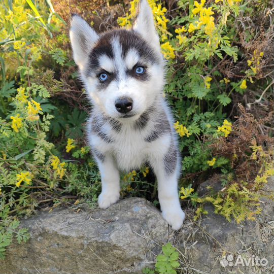 Щенки хаски