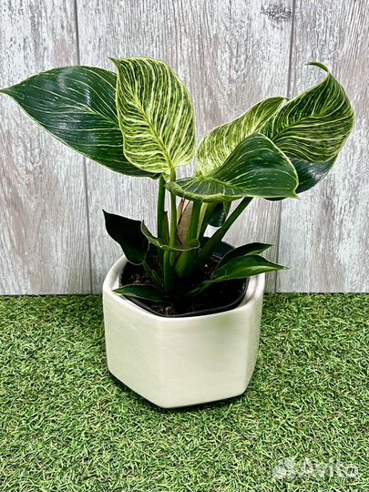 Филодендрон