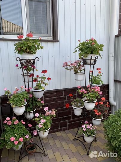 Продаю Герань пеларгония