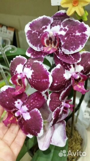 Орхидея фаленопсис