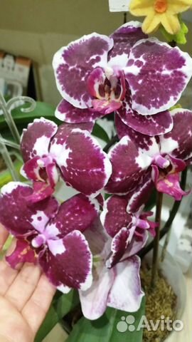 Орхидея фаленопсис