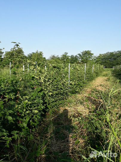 Маточные корни ежевики