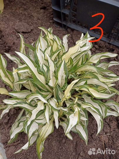 Хоста растение