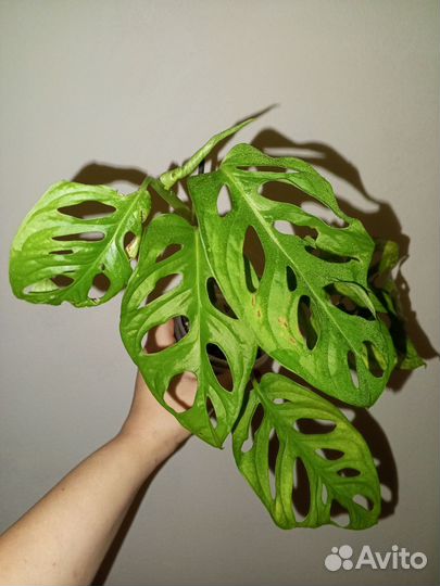 Монстера адансона